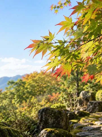 葉先が色づき始めた初秋のモミジの枝