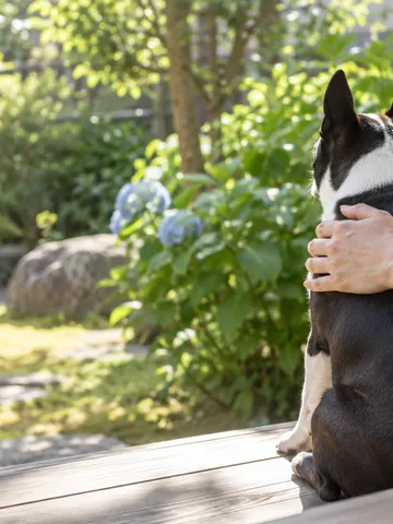 縁側で愛犬を後ろから抱きしめる手元