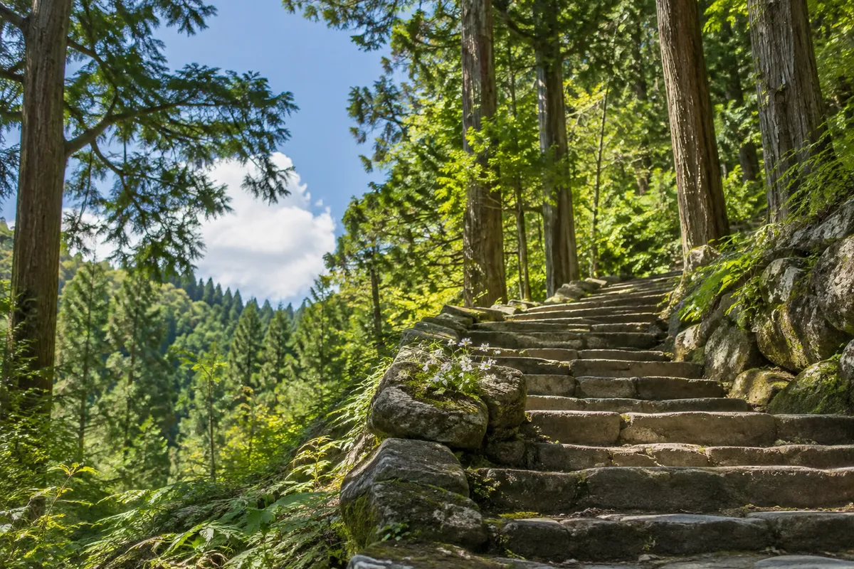 夏の日差しが差す飯盛山の石段と白い花