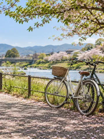桜の散る川沿いに並んで止められた二台の自転車