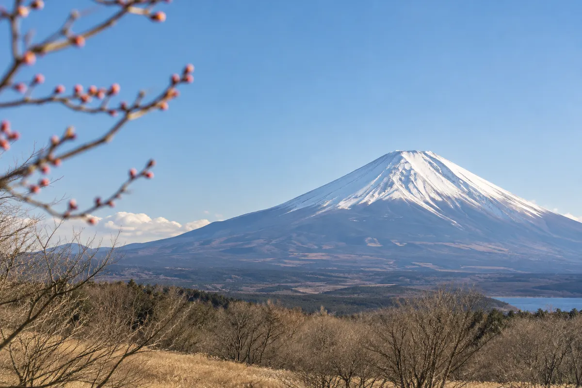 青空の下、雪をかぶった富士山と冬の木々