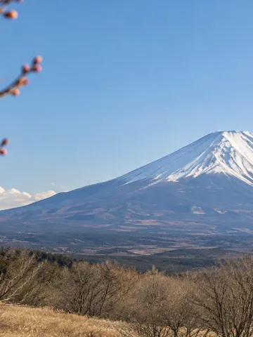 青空の下、雪をかぶった富士山と冬の木々