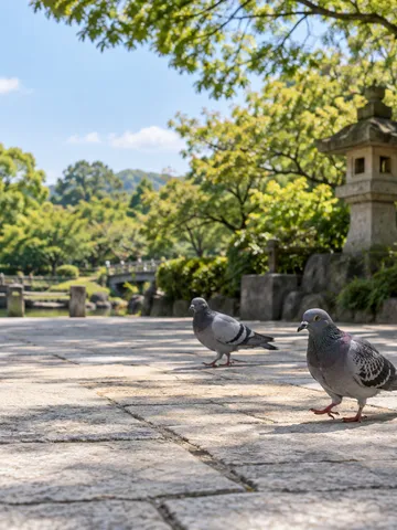 夏の公園の石畳を歩く数羽の鳩