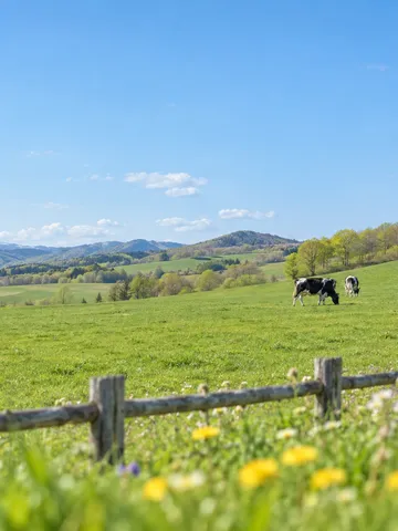 春の北海道の牧草地で草を食べる牛たち