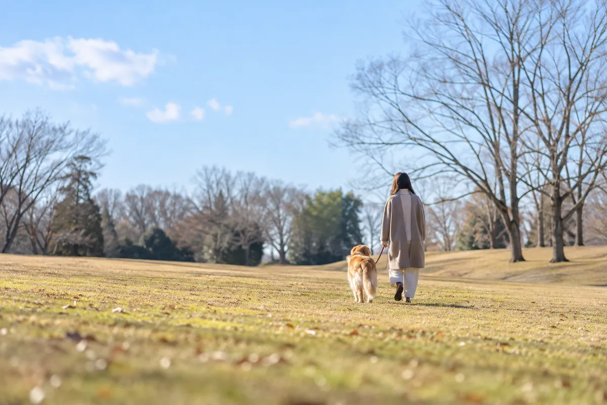 冬の日なたの公園を散歩する人と犬の後ろ姿
