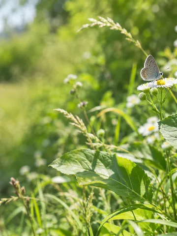 6月の草むらで葉にとまるてんとう虫と蝶
