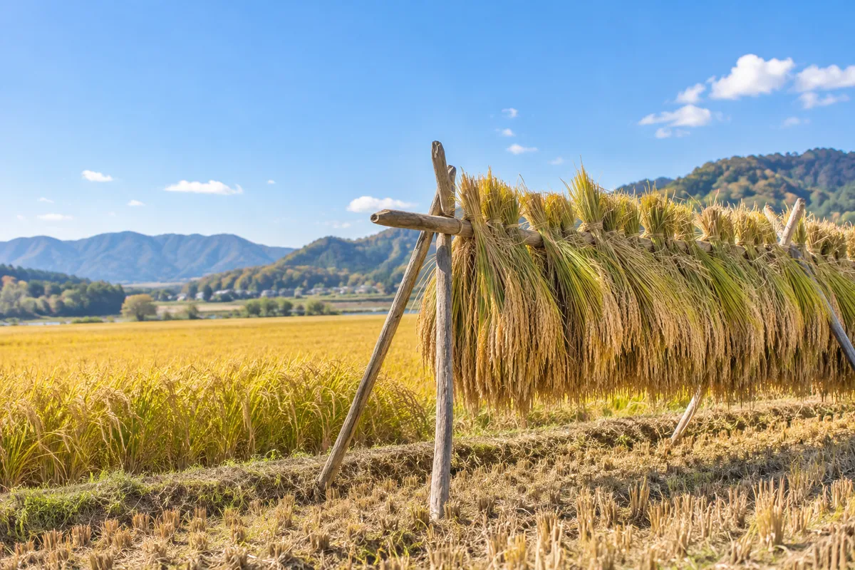 青空の下、黄金色の稲穂と稲架がけの田んぼ