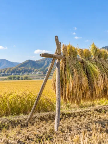 青空の下、黄金色の稲穂と稲架がけの田んぼ