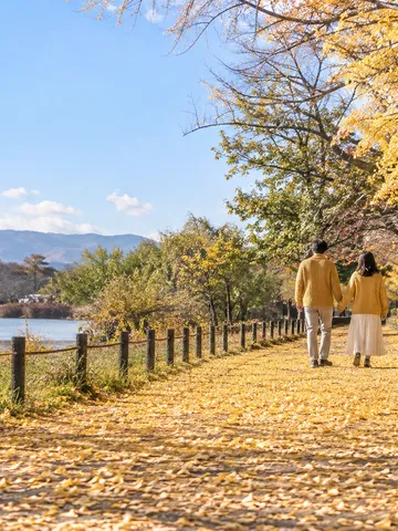 銀杏の落ち葉の道を歩く、おそろいのニットの二人の後ろ姿