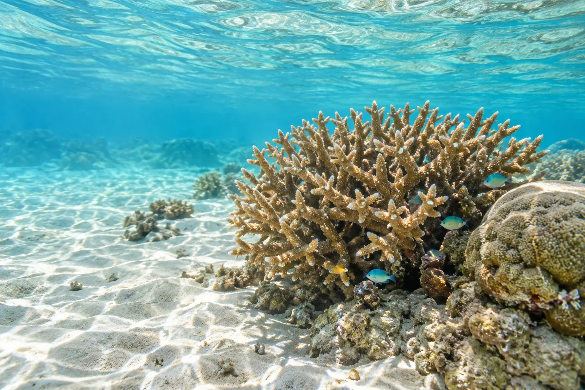 明るい浅い海に広がる枝状と丸いサンゴ礁