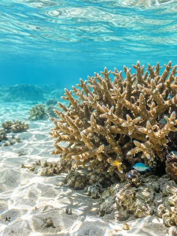 明るい浅い海に広がる枝状と丸いサンゴ礁