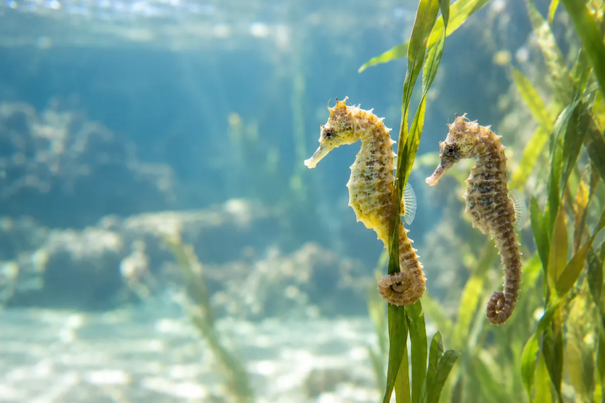 水槽で海藻に尾を巻く2匹のタツノオトシゴ