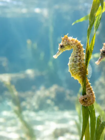 水槽で海藻に尾を巻く2匹のタツノオトシゴ