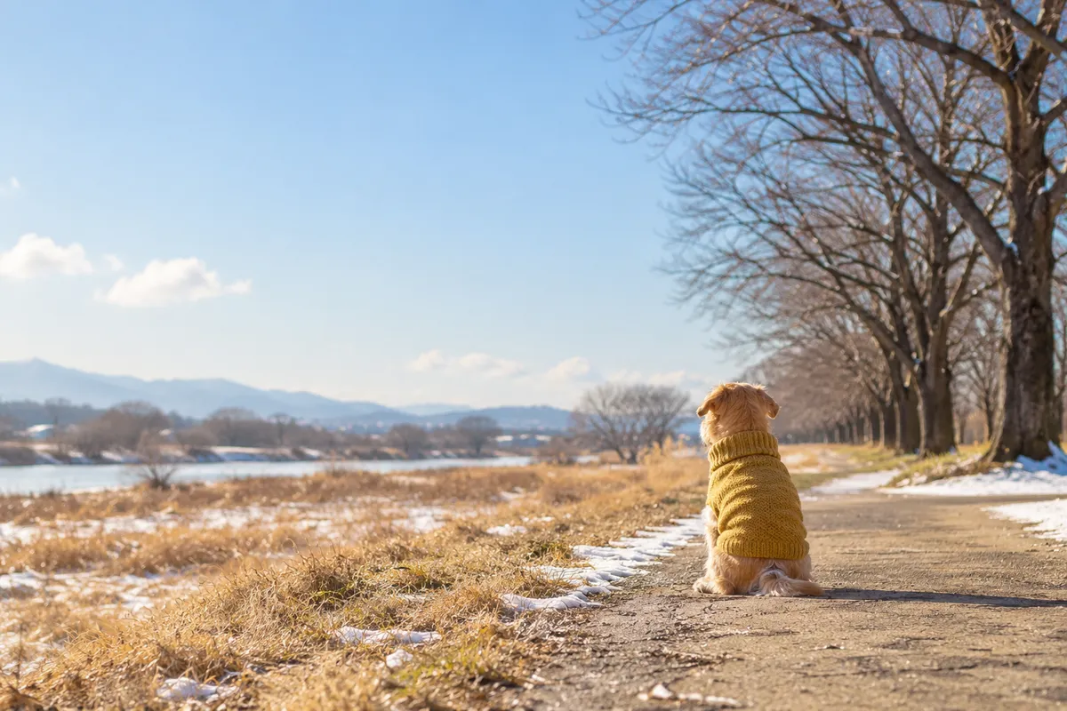 冬の日なたの道に座る犬の後ろ姿