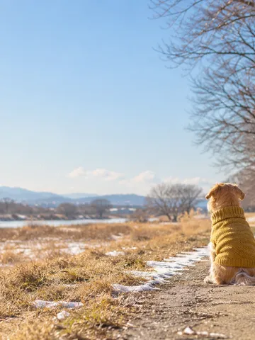 冬の日なたの道に座る犬の後ろ姿