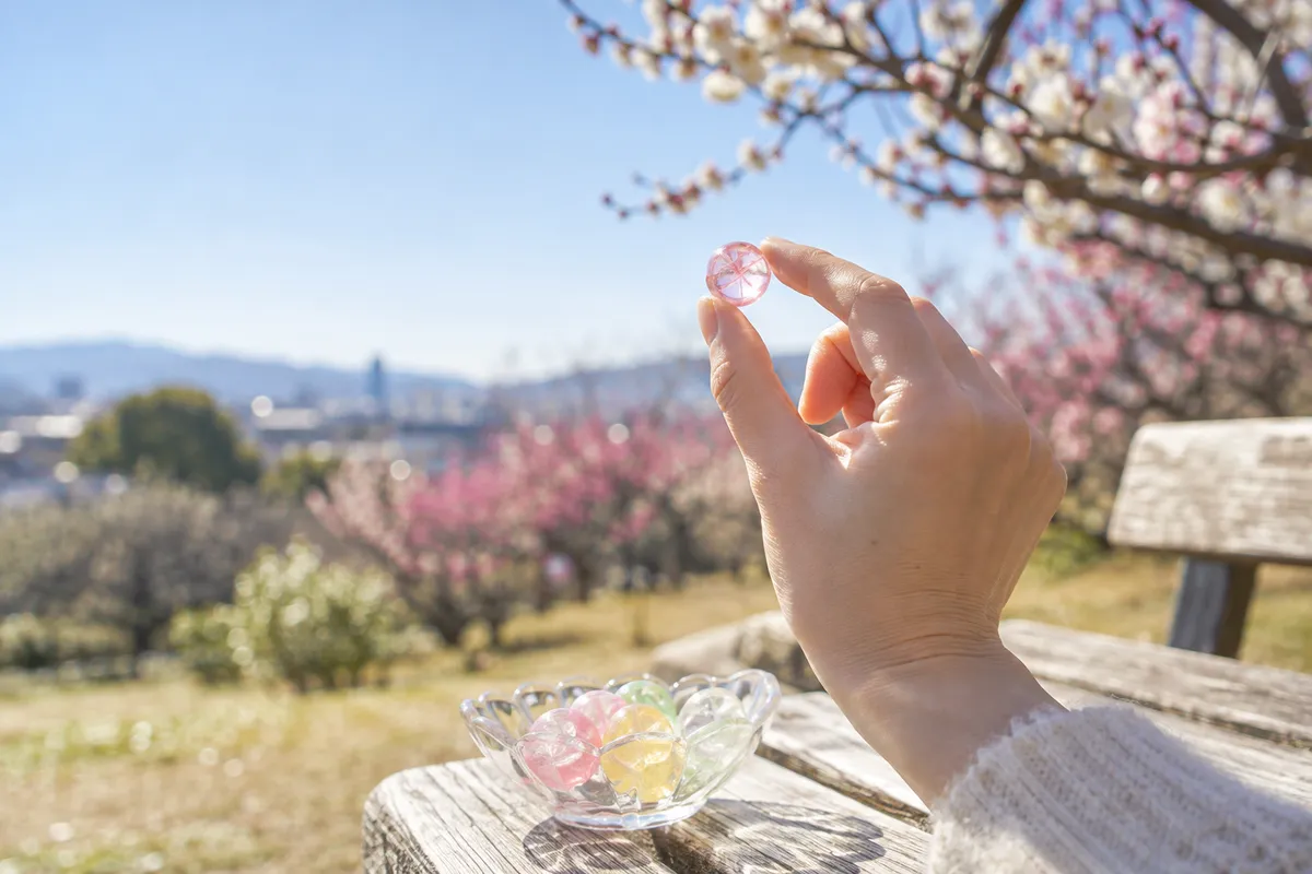 梅の咲く日なたで飴をつまむ手元