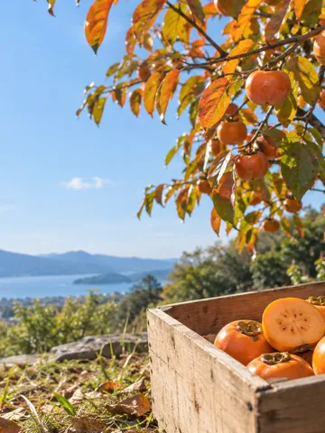 青空の下の柿の木と、木箱に入った小ぶりな柿