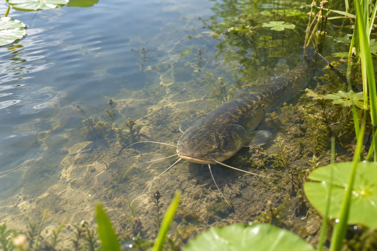 日なたの池の底で休むなまず